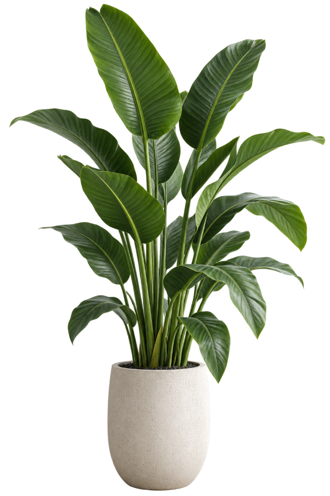 Lush potted bird of paradise indoor plant in ceramic planter